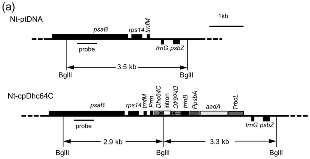 Preparation method of a plastid transgenic plant for controlling peach aphid and its application in controlling peach aphid