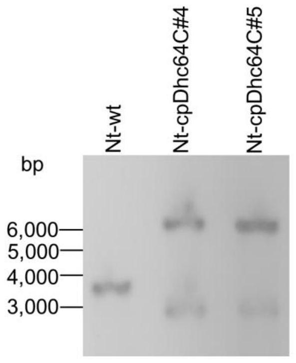 Preparation method of a plastid transgenic plant for controlling peach aphid and its application in controlling peach aphid