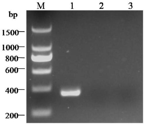 PCR detection method of sugarcane white leaf disease phytoplasma
