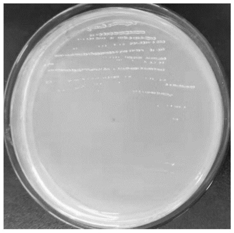 A Natural Ammonium-resistant Paenibacillus Nitrogenfixing Strain ah-4 and Its Application