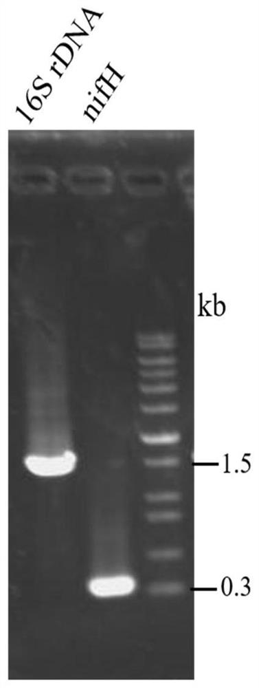 A Natural Ammonium-resistant Paenibacillus Nitrogenfixing Strain ah-4 and Its Application