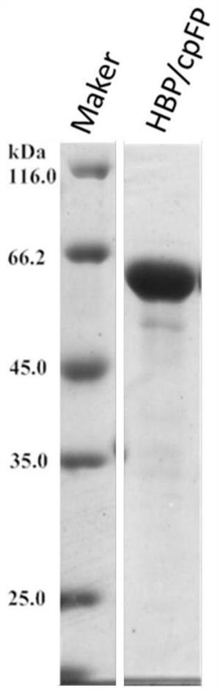 A kind of histidine fluorescent probe and its preparation method and application