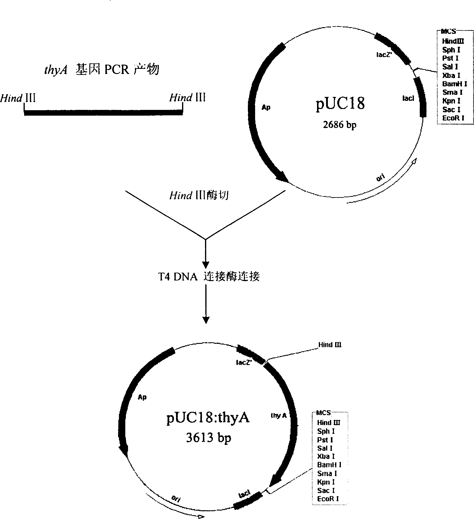 Food grade carrier of lactic galactococcus