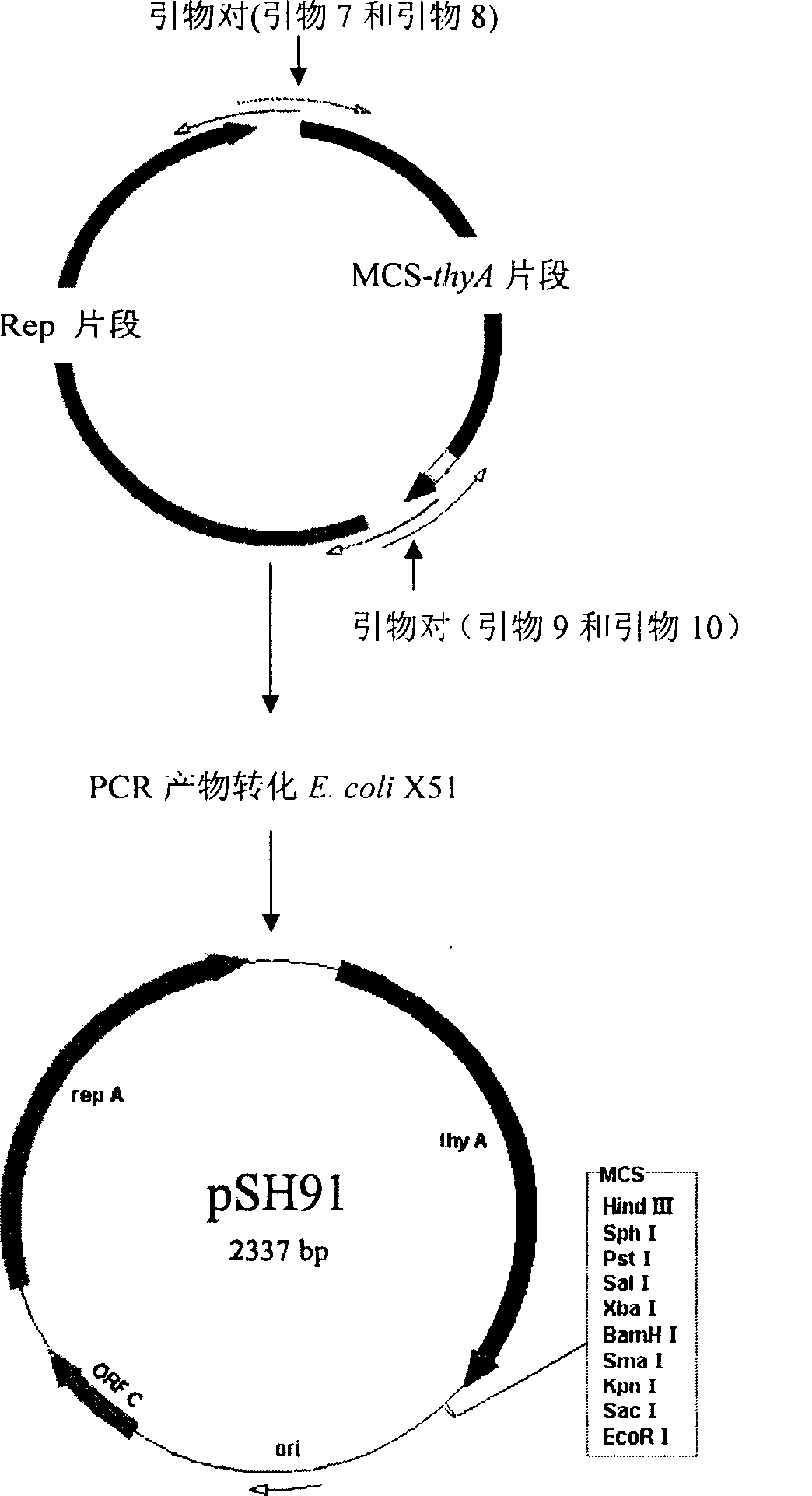 Food grade carrier of lactic galactococcus