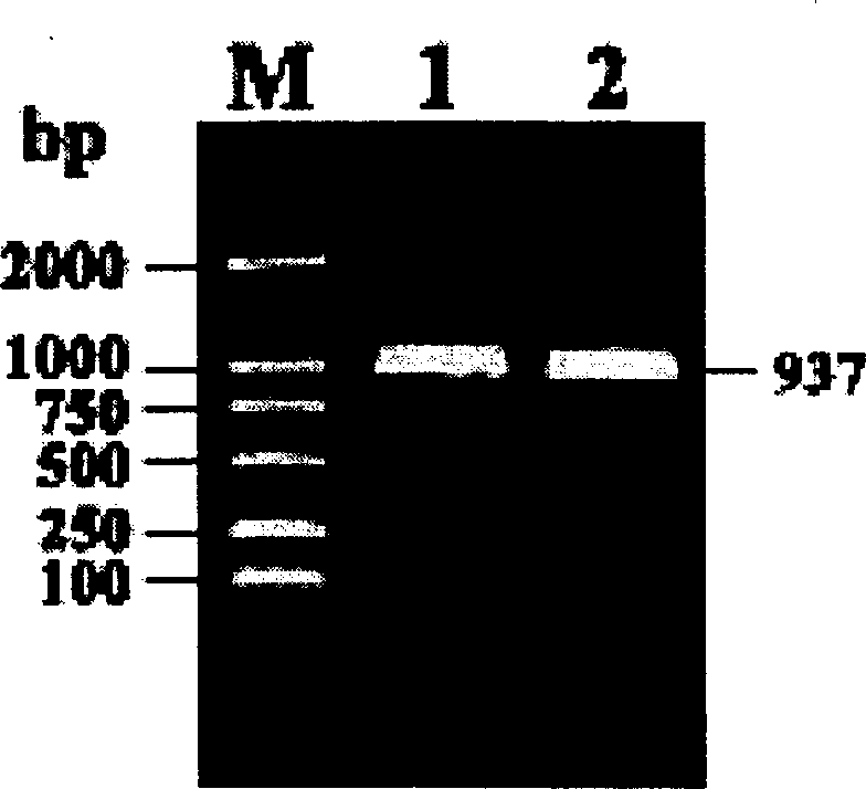 Food grade carrier of lactic galactococcus