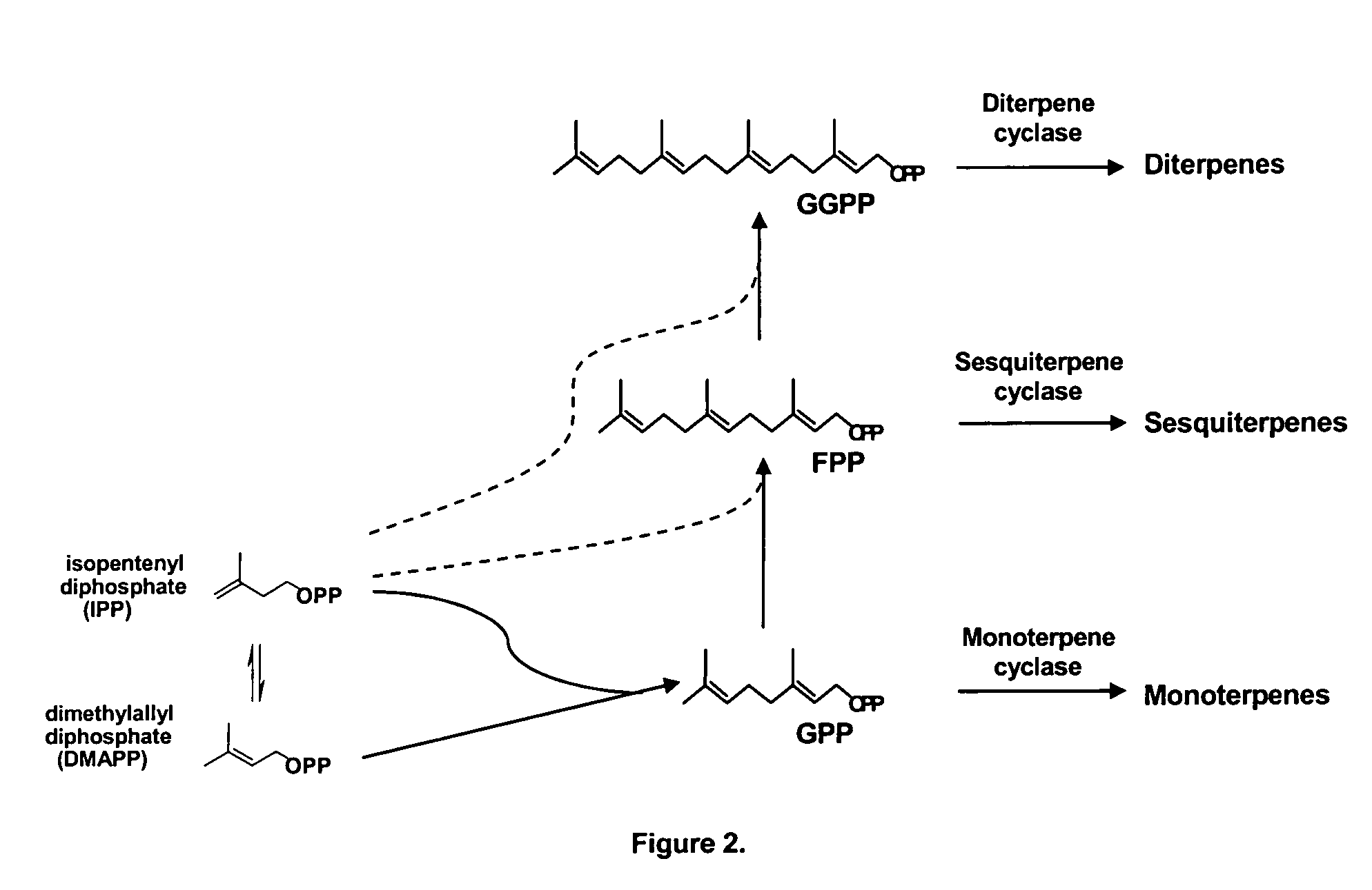 Sesquiterpene synthases and methods of use
