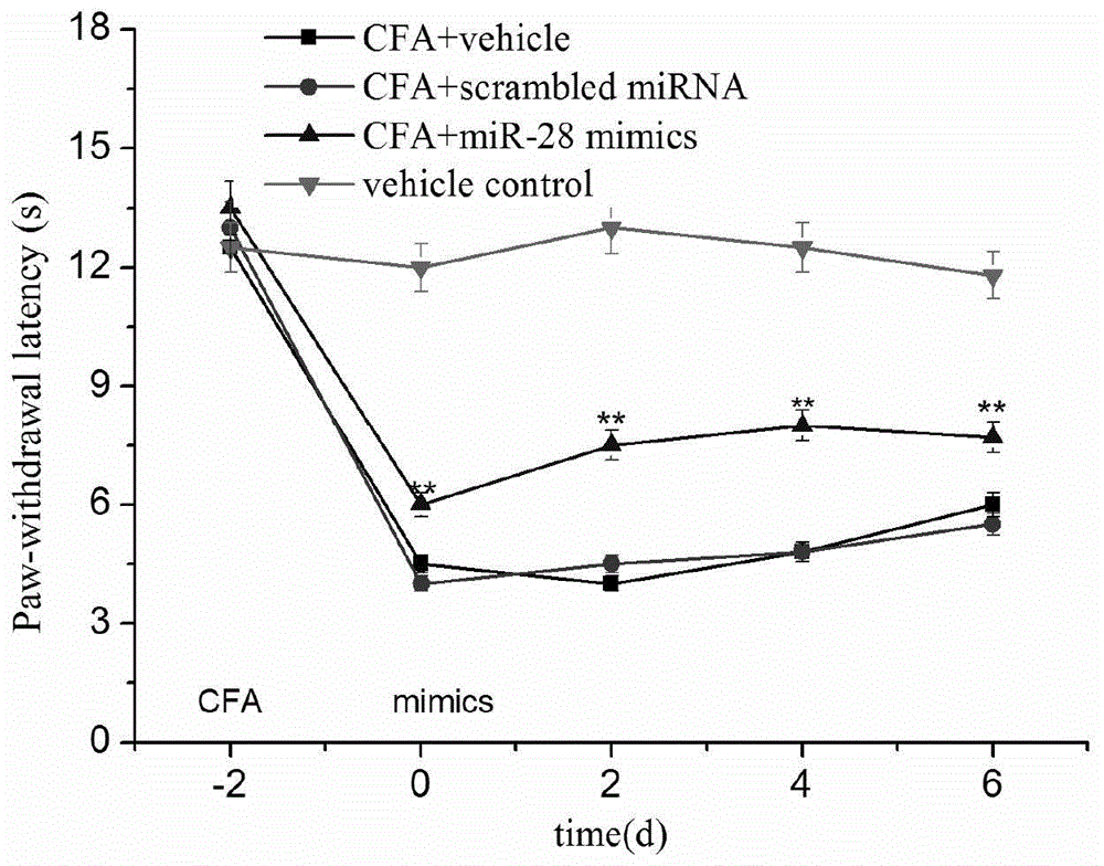 miRNA-28 compound as chronic pain marker and application of compound in preparation of medicine for treating chronic pain