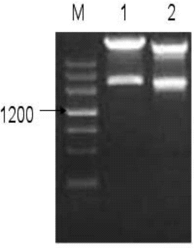 Plant drought intimidation inducible expression promoter GaPROP5CS and application thereof