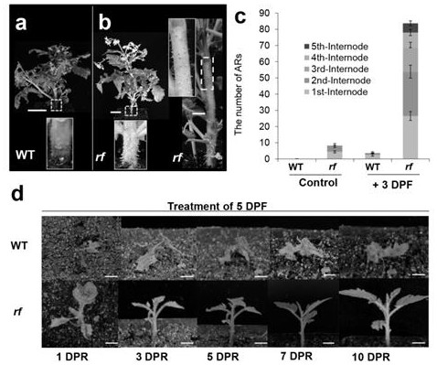 A tomato waterlogging resistant gene rf and its application