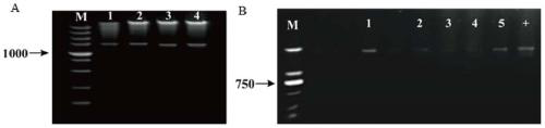 A method for regulating Torulopsis glabrata to resist low pH stress