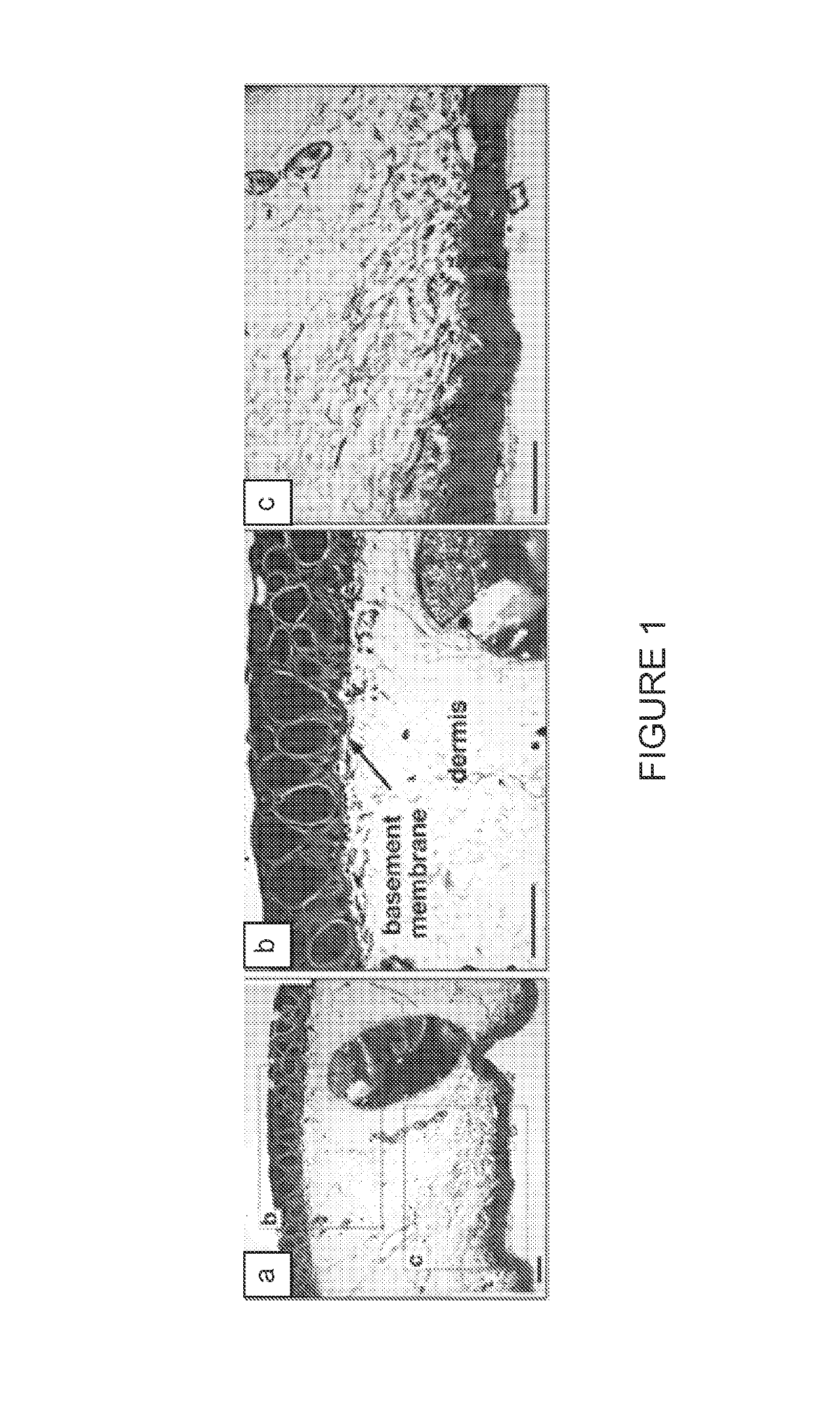 Decellularized Biomaterial from Non-Mammalian Tissue