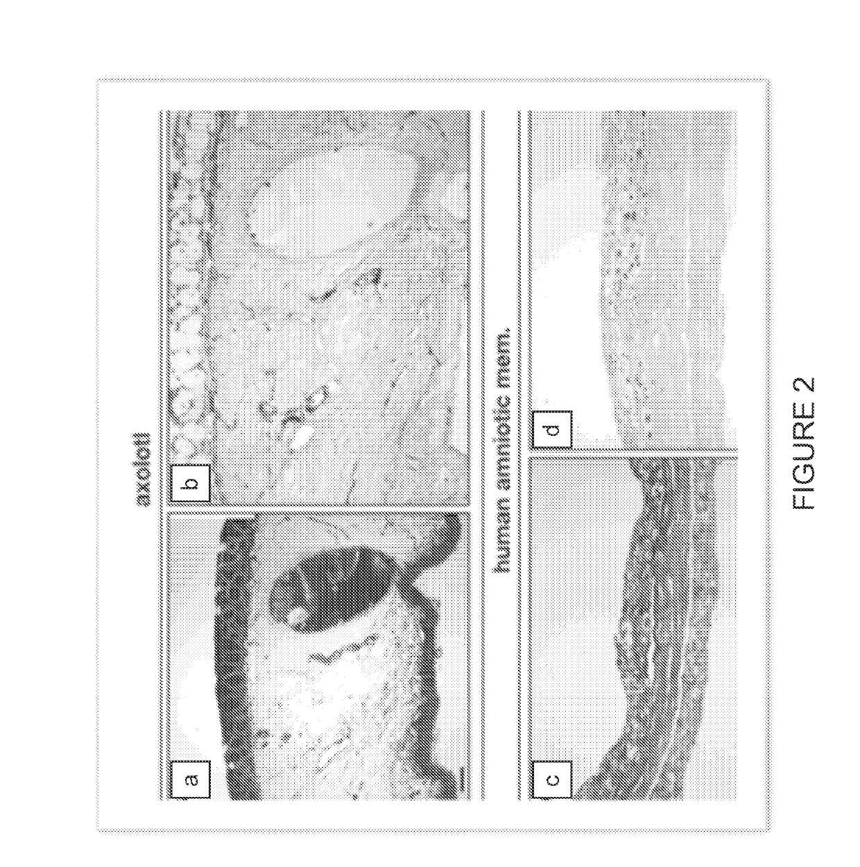 Decellularized Biomaterial from Non-Mammalian Tissue