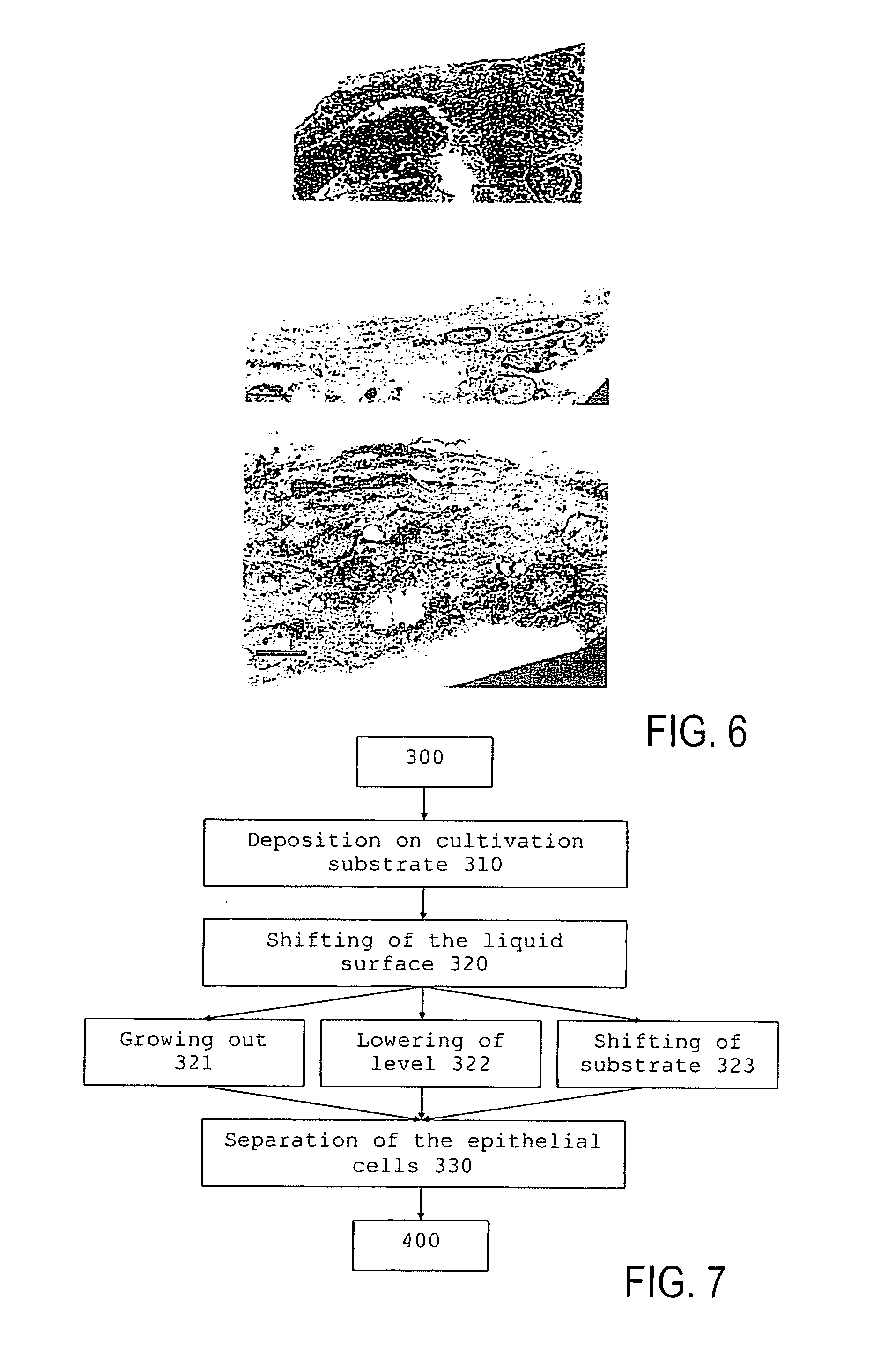 Method for the production of a cell composition containing epithelial cells