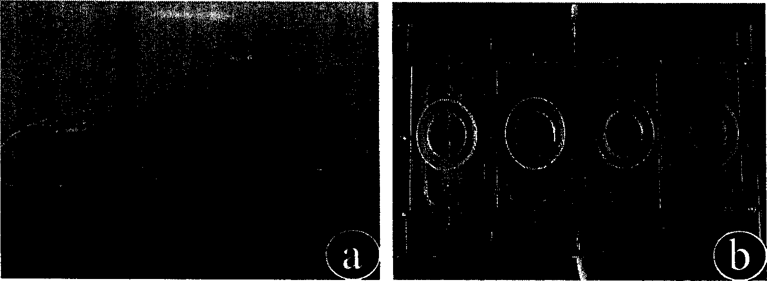 Method of external constructing tissue engineering blood vessel