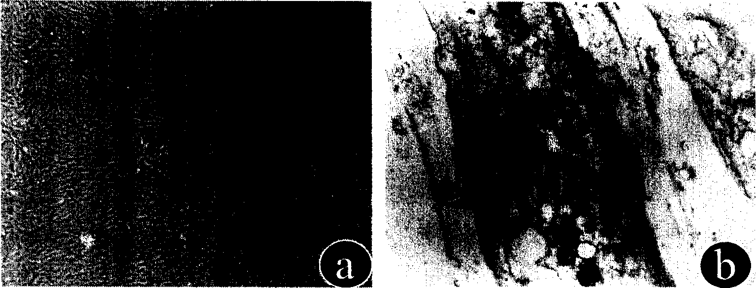 Method of external constructing tissue engineering blood vessel