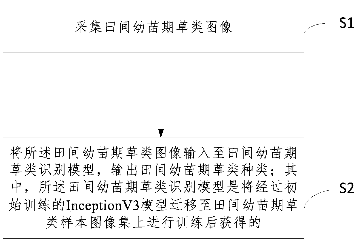 Field seedling stage grass identification method and device