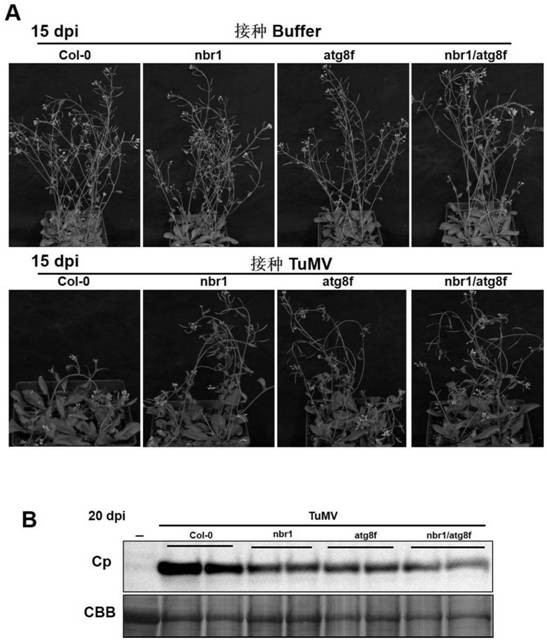 A kind of breeding method and application of Arabidopsis nbr1/atg8f double mutant