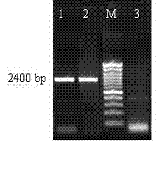 Recombinant vaccine strain for foot-and-mouth disease type A as well as preparation method thereof and application thereof