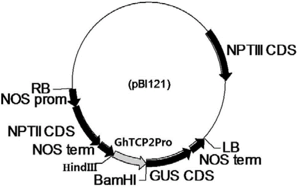 Gossypium hirsutum GhTCP2 gene promoter and application thereof