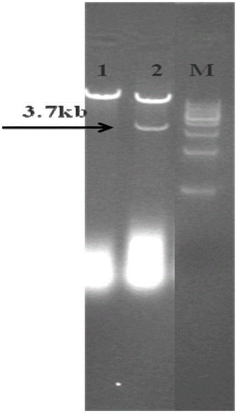 Gossypium hirsutum GhTCP2 gene promoter and application thereof