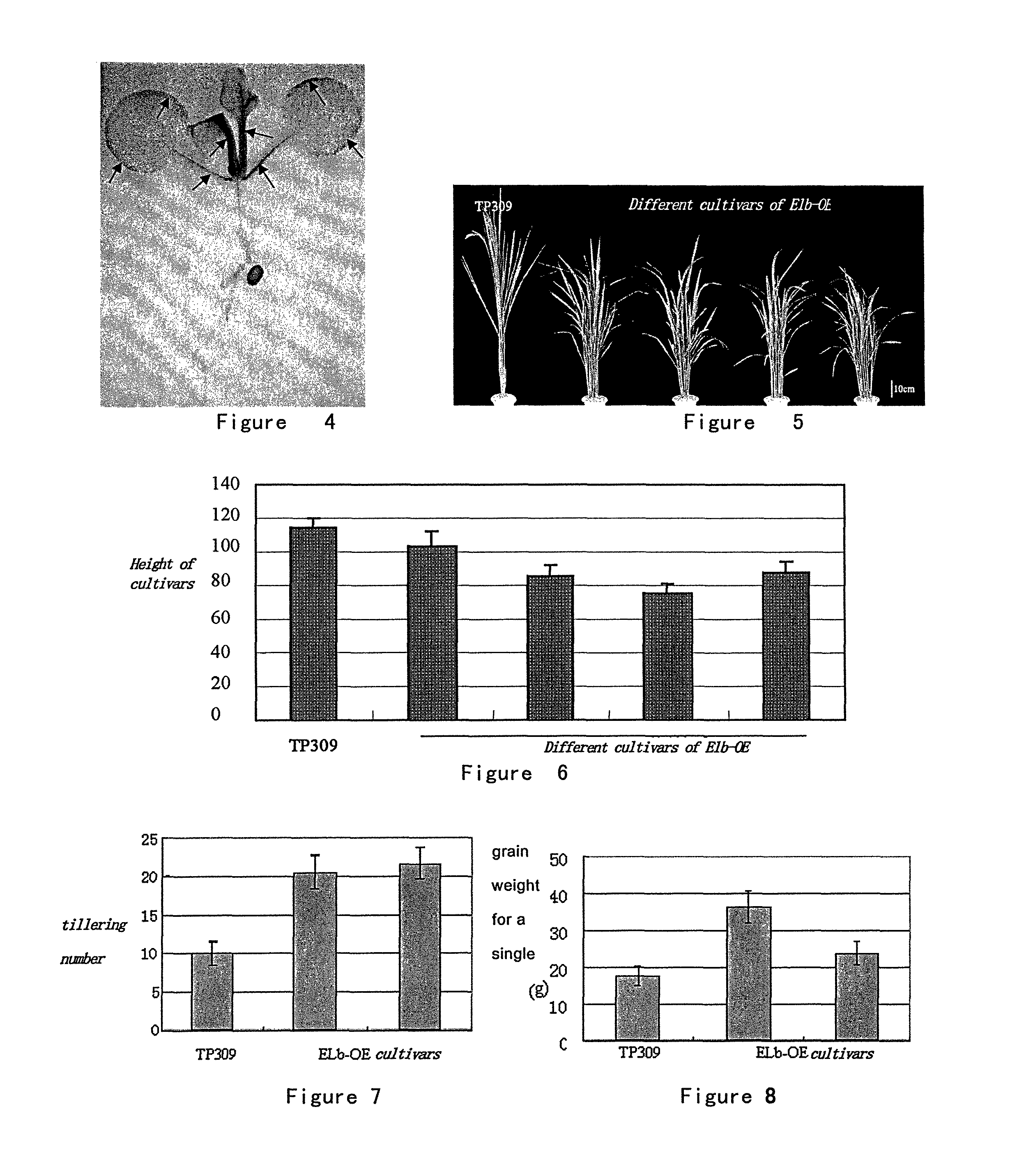 Plant height regulatory gene and uses thereof