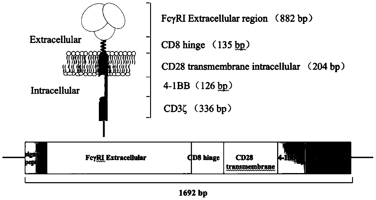 Chimeric antigen receptor comprising FcγRI and its application
