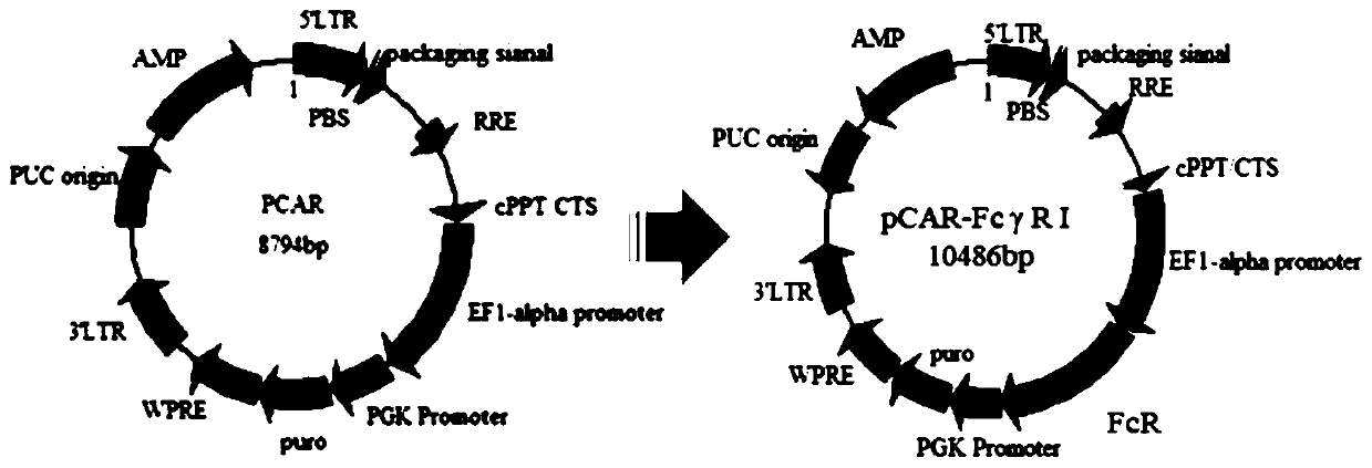 Chimeric antigen receptor comprising FcγRI and its application