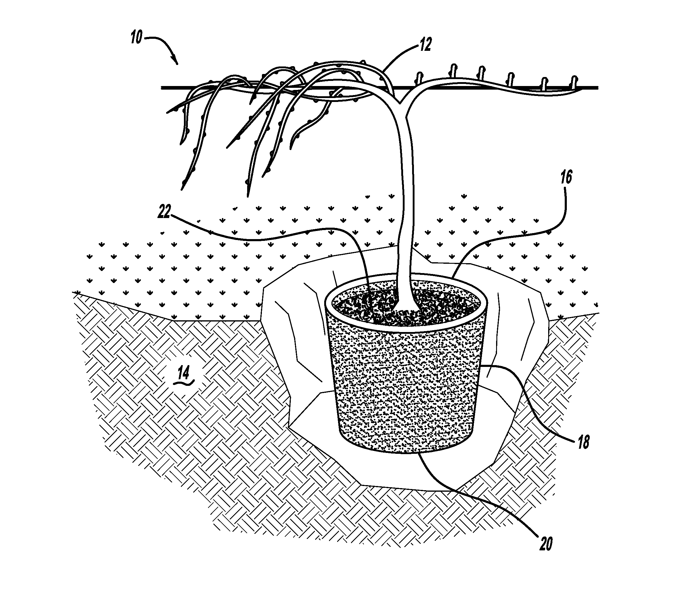 Method of Growing Grapevines