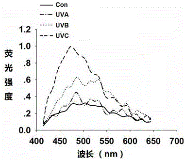 Detection method on basis of taking epidermal keratin and associated protein thereof as biomarkers for predication and detection of ultraviolet injuries and application of detection method