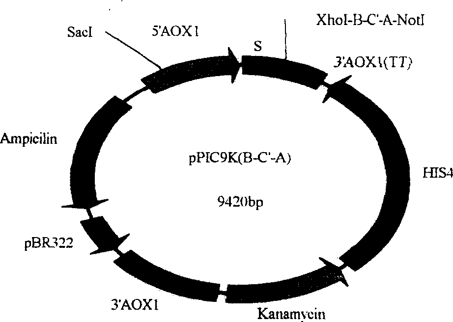 Secretory expression for human insulin gene in methyl alcohol yeast