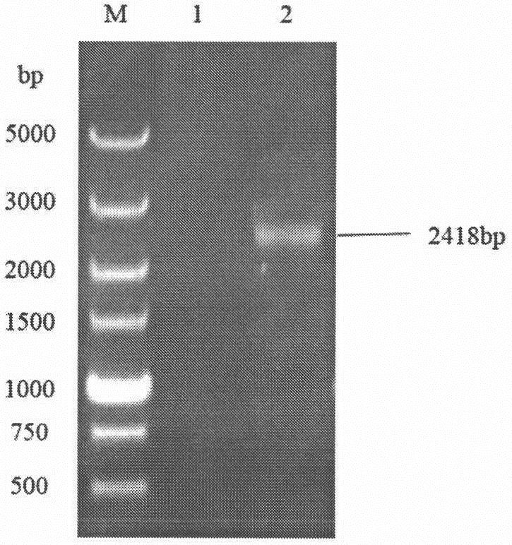 Construction, identification and expression method of porcine ACE2 eukaryotic expression recombinant plasmid vector