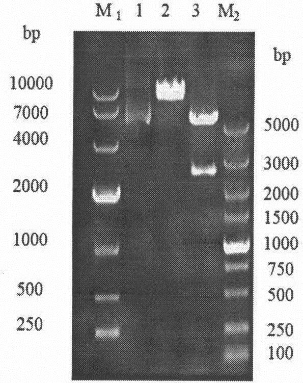 Construction, identification and expression method of porcine ACE2 eukaryotic expression recombinant plasmid vector