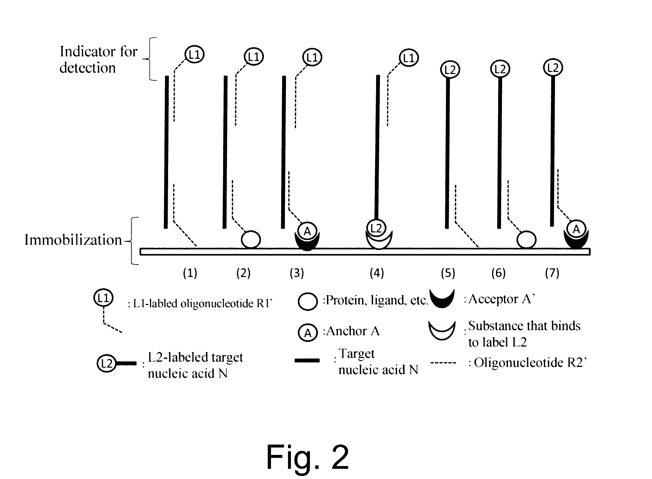 Nucleic acid detection or quantification method using mask oligonucleotide, and device for same