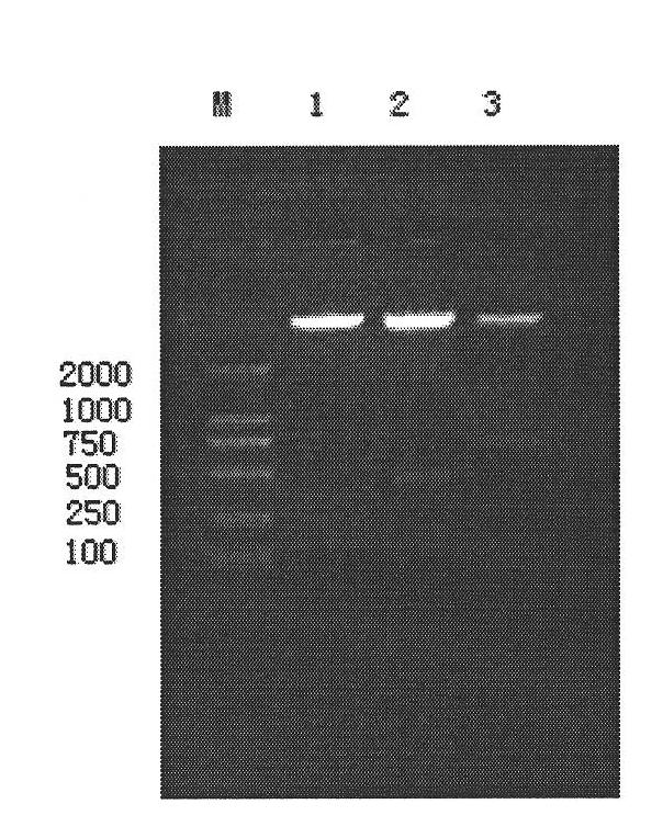 Expression method and application of fusion protein