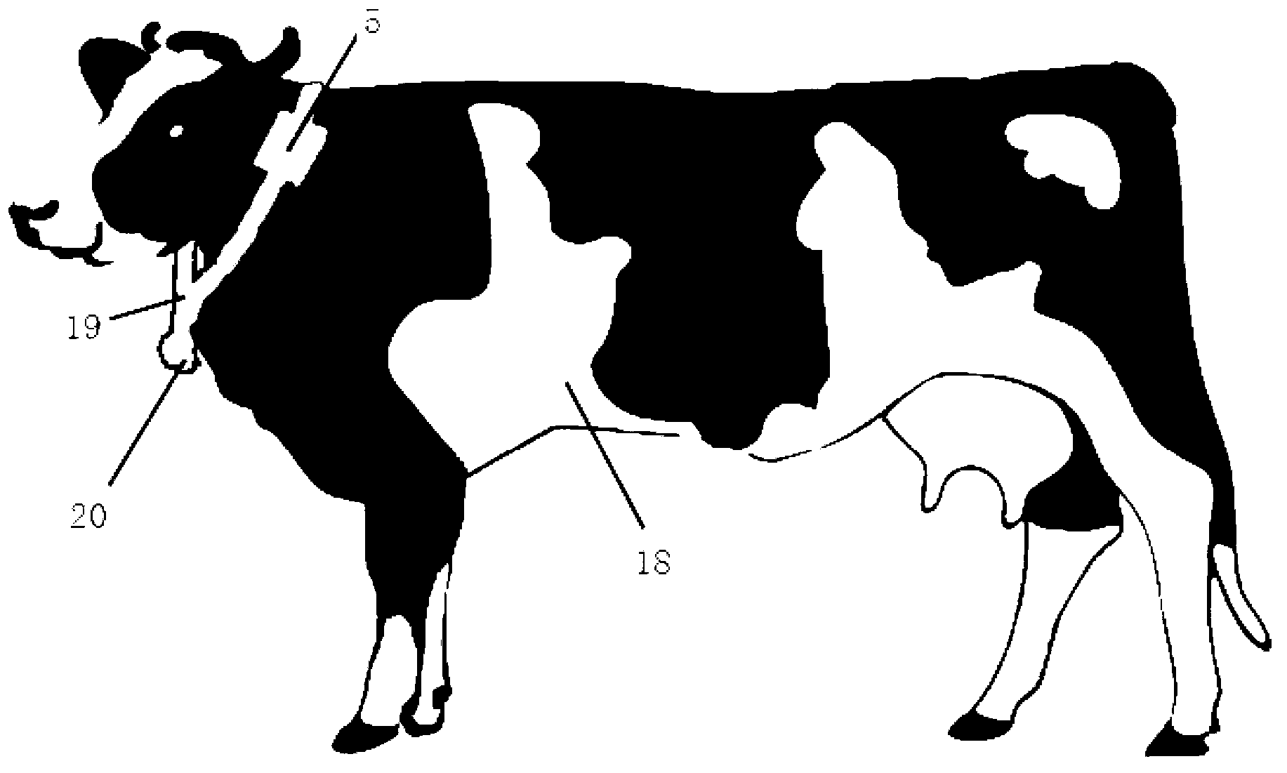 Device and method used for dairy cow positioning