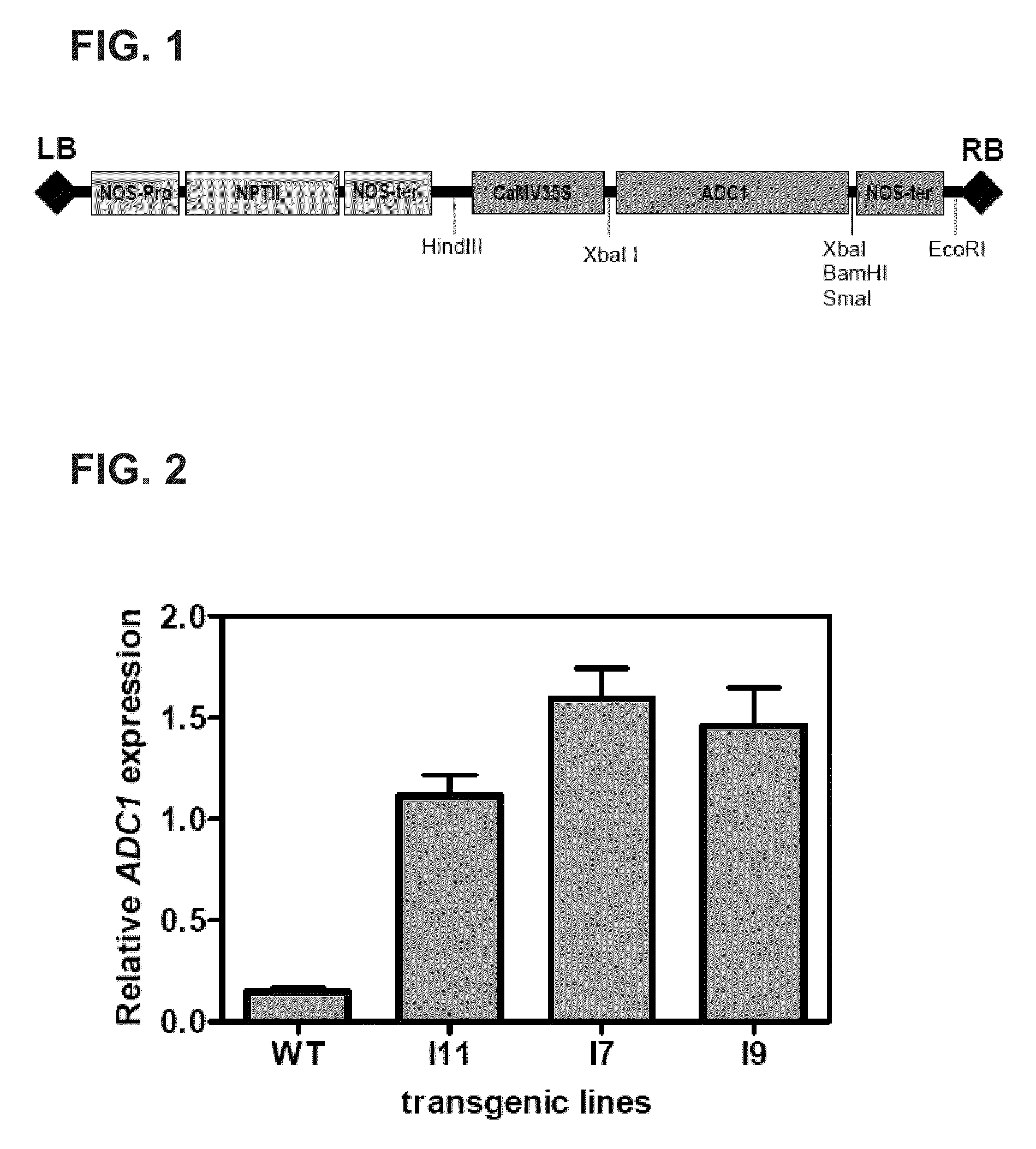 Plant having resistance to low-temperature stress and method of production thereof