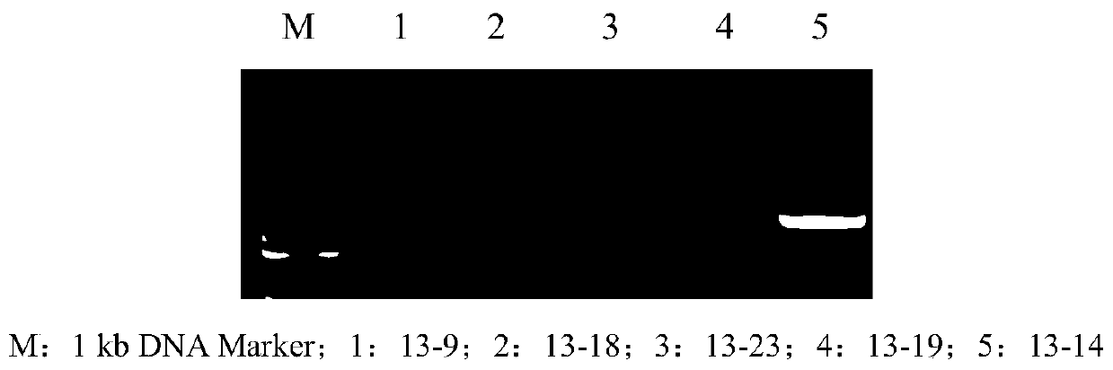 Method for screening and identifying strains with high glucosinolate degradation capacity