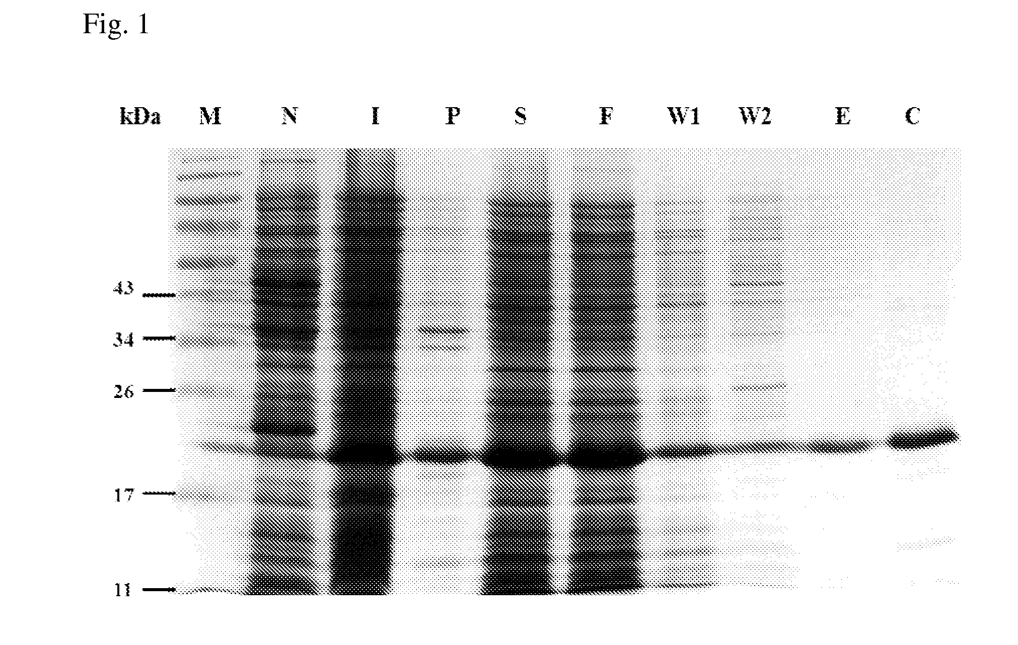 Recombinant bacteria recognizing protein and uses thereof