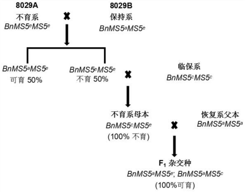 Molecular marker for gene-assisted breeding related to rape dominant cell nucleus sterility and application of molecular marker