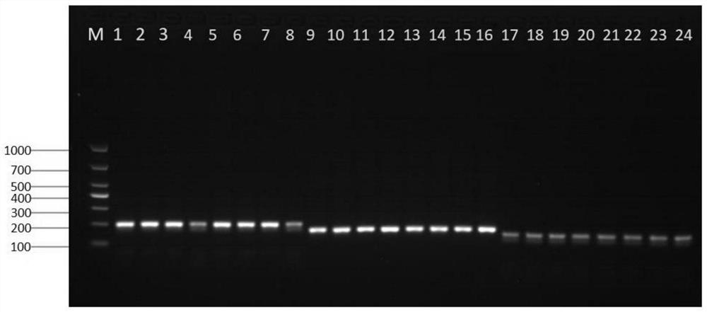 Molecular marker for gene-assisted breeding related to rape dominant cell nucleus sterility and application of molecular marker