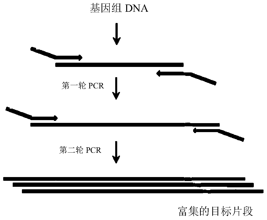 Method for enriching target DNA fragments by multiplex PCR