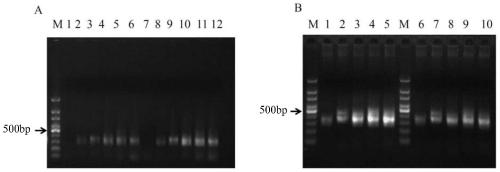 Method for enriching target DNA fragments by multiplex PCR