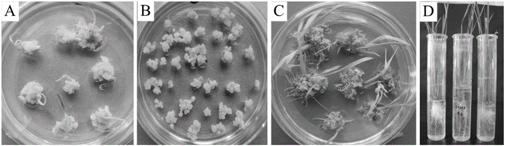 Genetic transformation method of calluses of non-glutinous rice Chuanxiang 29B mature embryos