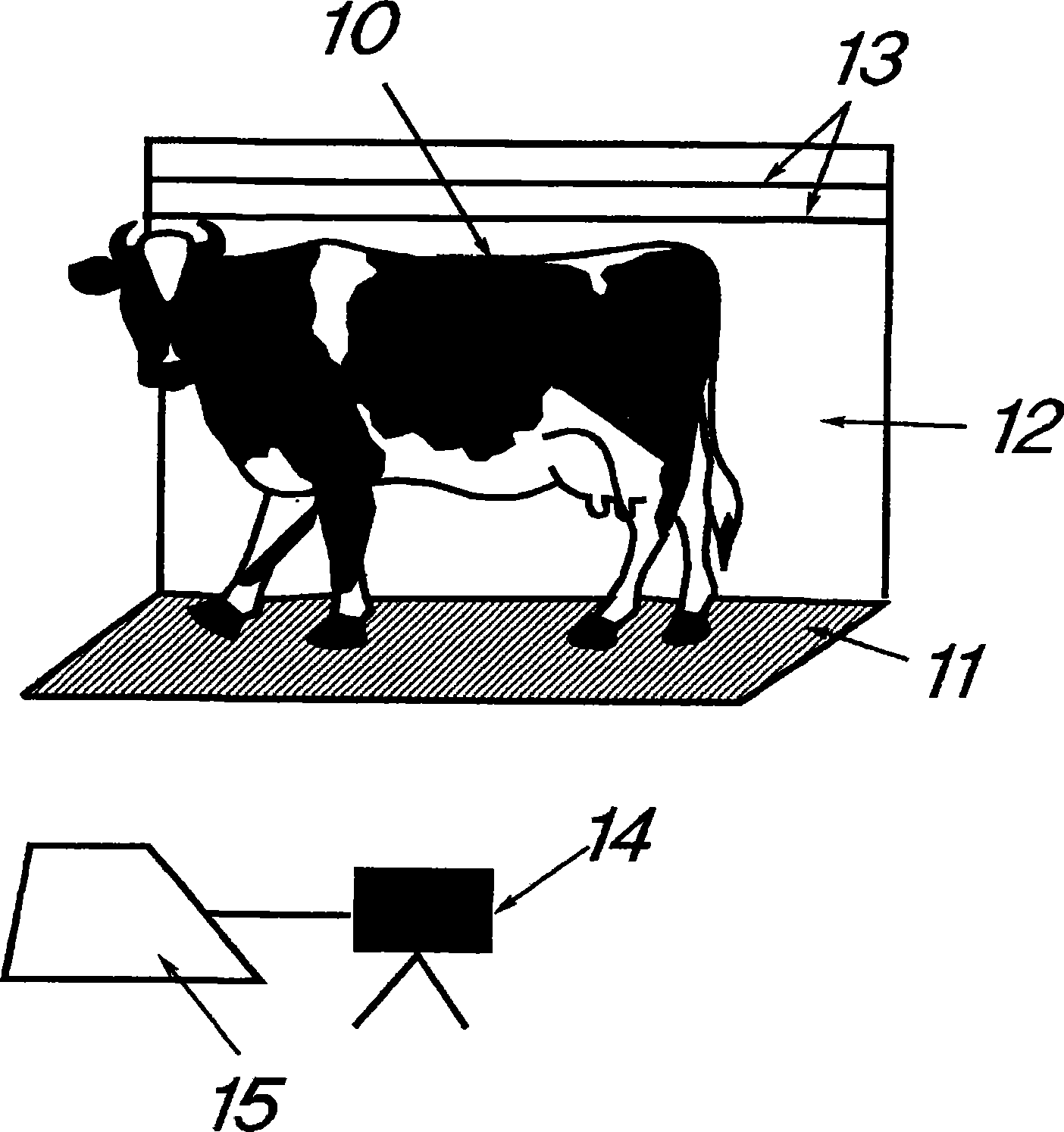 A method and a system for measuring an animal's height