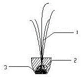 A method for planting submerged plants and a potted otter model device