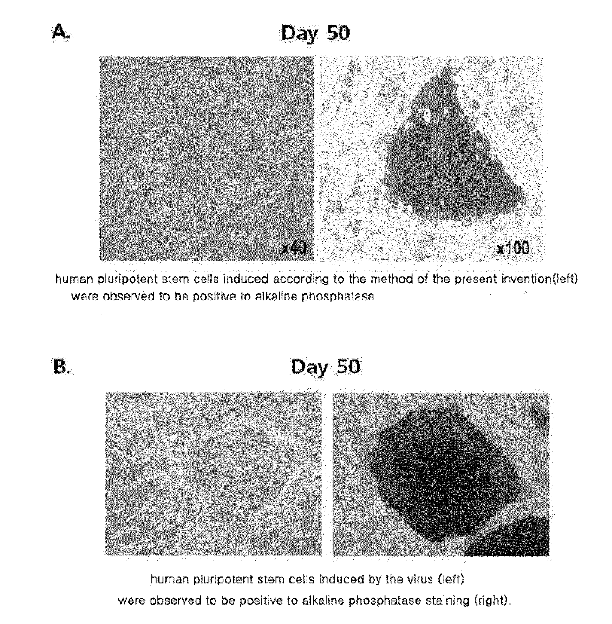 Method for inducing tailored pluripotent stem cells using extract of plant stem cells or plant dedifferentiated stem cells, and pluripotent stem cells produced by means of the method