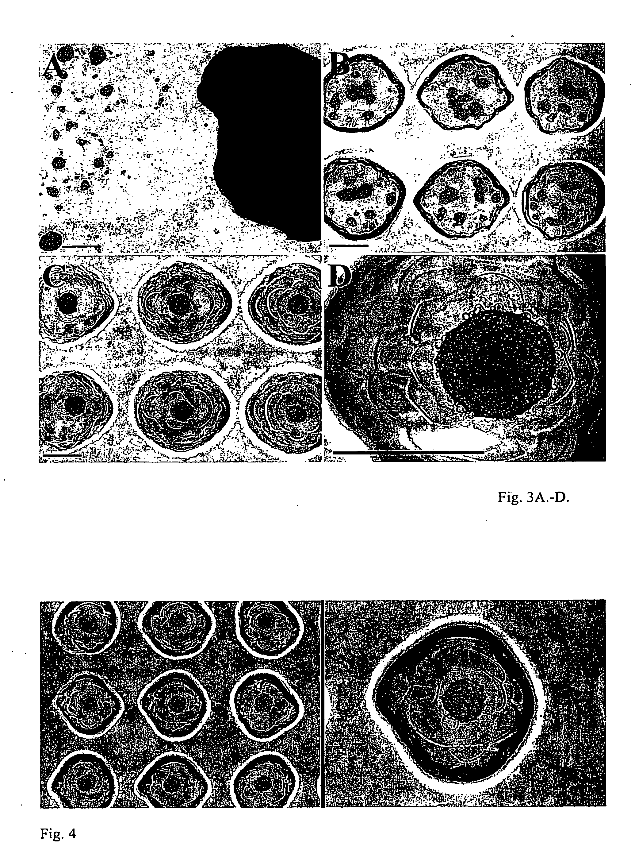 Cell Aggregation and Encapsulation Device and Method