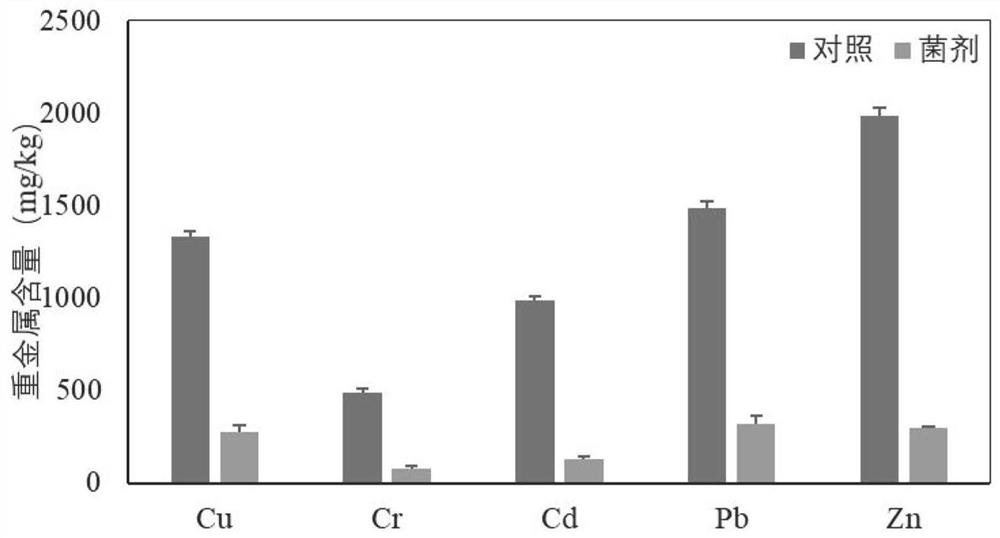 A microbial strain resistant to heavy metals and its application