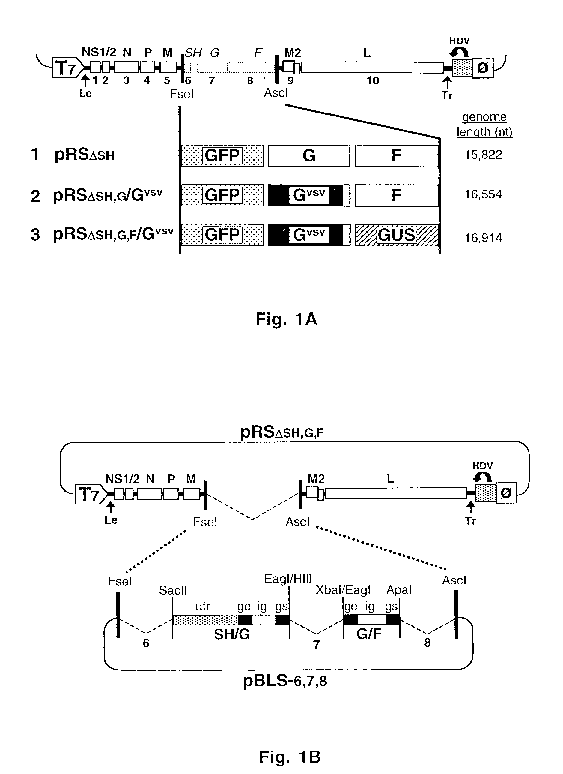 Recombinant respiratory syncytial viruses with deleted surface glycoprotein genes and uses thereof