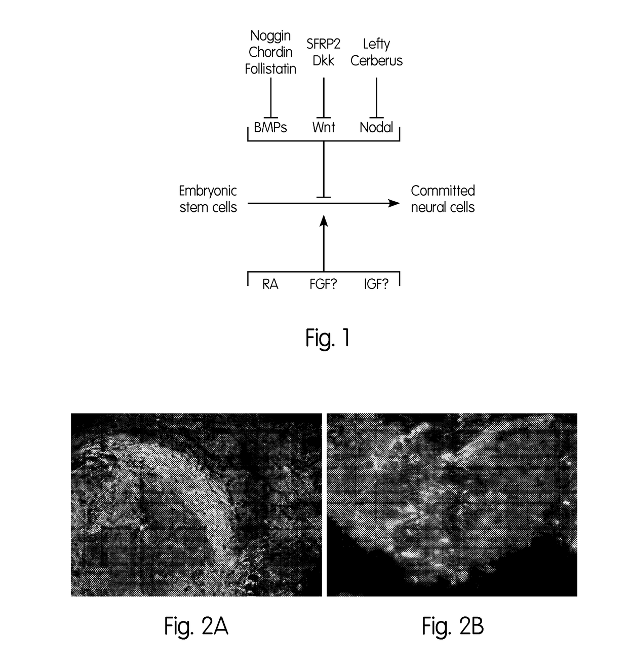 Method for stem cell differentiation in vivo by delivery of morphogenes with mesoporous silica and corresponding pharmaceutical active ingredients